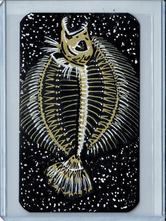 13 - Flounder Skeleton